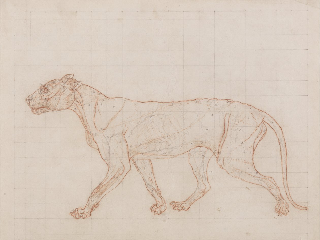 Tiger, set fra siden, hud fjernet, illustration fra 'A Comparative ...