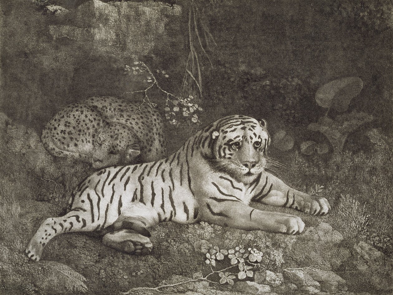 To Tygers, indgraveret af kunstneren, pub. 1788 (radering) af George Stubbs