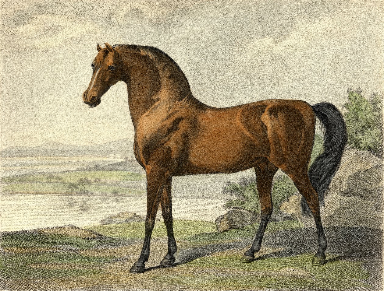 Warren Hastings araber af George Stubbs