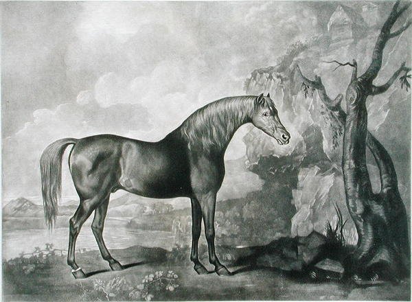 Brown Horse Mask, efter George Stubbs, 1773 (mezzotint) af George Townley Stubbs