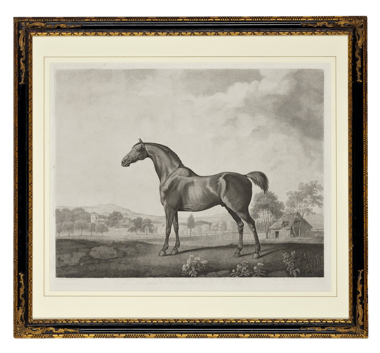 Sweetwilliam (stiftgravering) af George Townley Stubbs