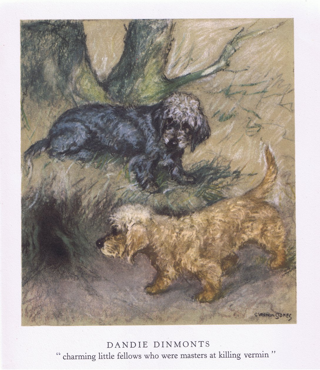 Dandie Dimonts (farvelitografi) af George Vernon Stokes
