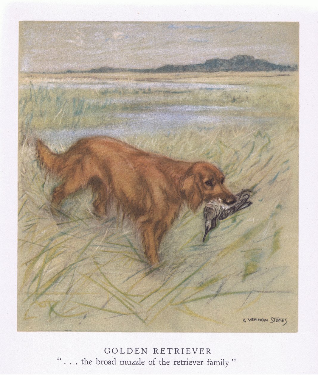 Golden Retriever (farvelitografi) af George Vernon Stokes