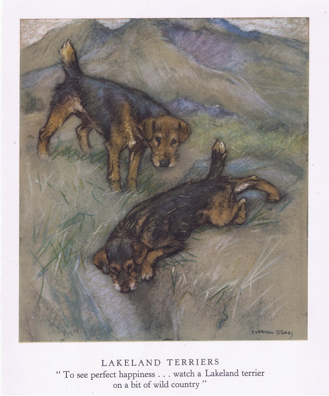 Lakeland Terrier (farvelitografi) af George Vernon Stokes