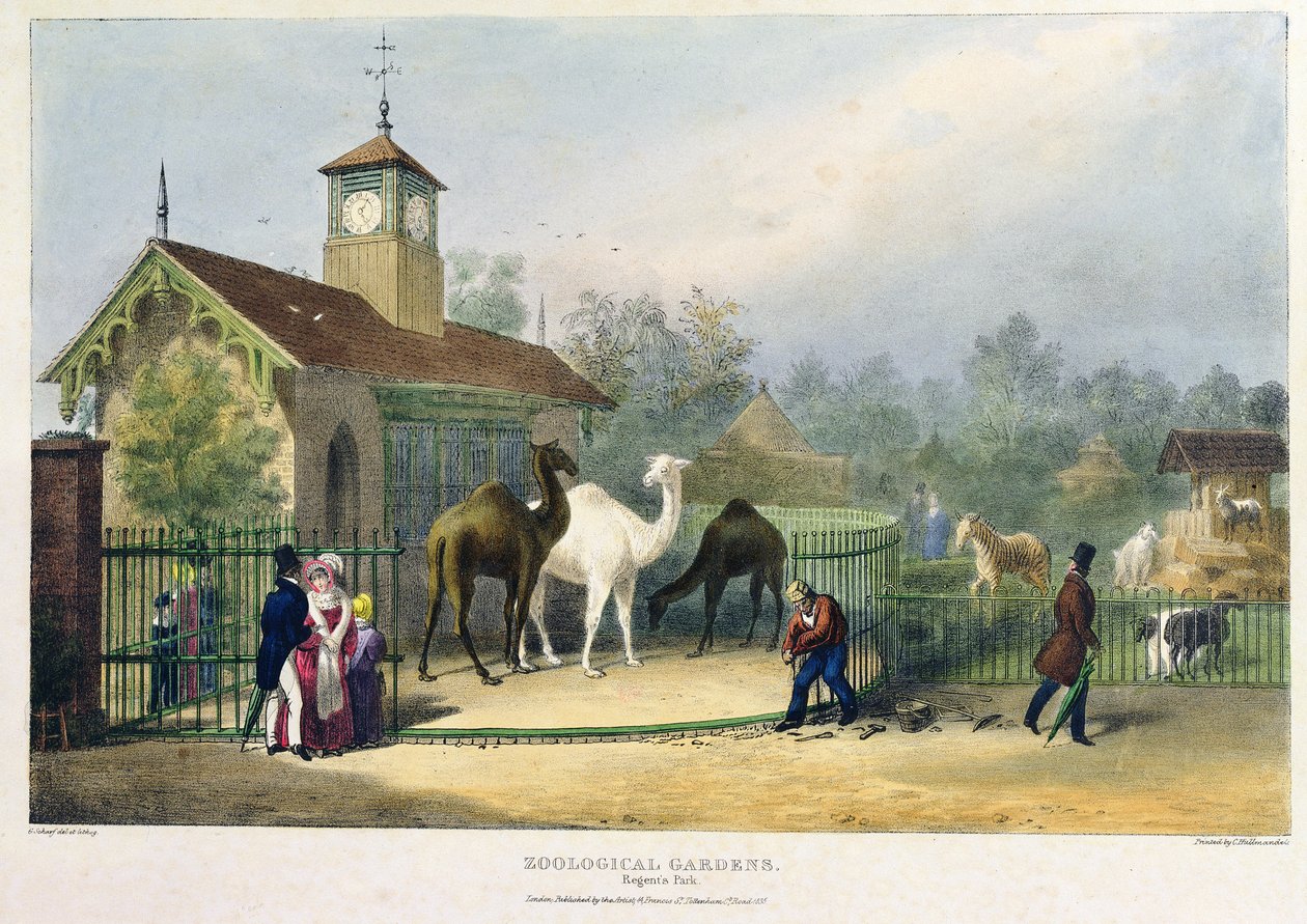 Kamelhuset ved Zoologisk Have, Regent