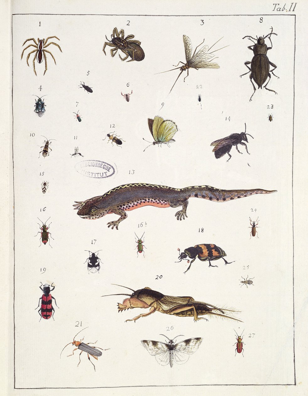 Forskellige insekter og et firben, planche II fra "Diarium Zoologicum", 1787 (pen og blæk og wc på papir) af Georges Cuvier