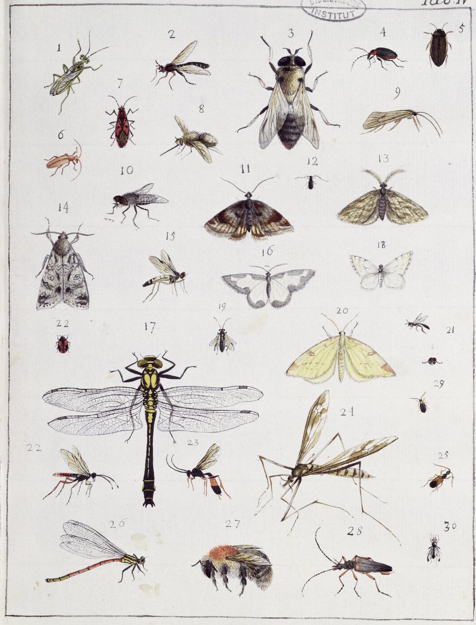 Forskellige insekter, planche IV fra "Diarium Zoologicum", 1787 (pen og blæk og wc på papir) af Georges Cuvier