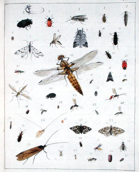 Forskellige insekter, plade III fra 