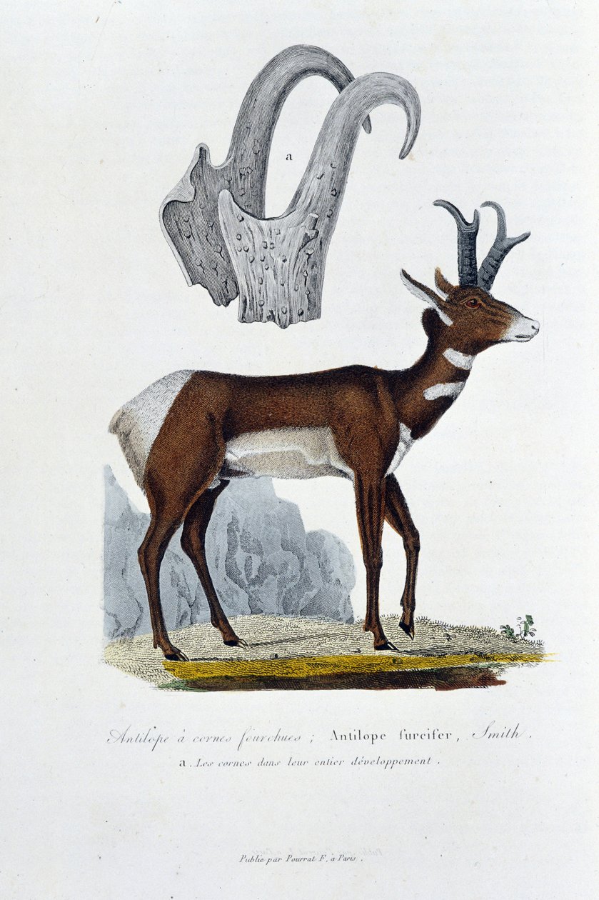 Natural History Board: Zoologisk bestyrelse, der repræsenterer Spanked Antilope; Furcifer Antilope, Smith. en. Hornene i hele deres udvikling - i "" Complete Works of Buffon"" af naturforsker Georges Louis Leclerc, greve af Buffon (1707 - 1788). Gravering  af Georges Louis Leclerc