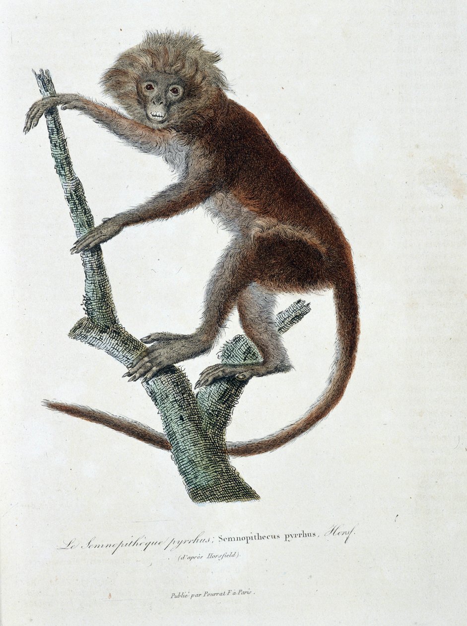 Naturhistorisk plade: Zoologisk plade, der forestiller Semnopitheque pyrrhus; Semnopithecus pyrrhus (fra Horsfield) - i "" Completely Works of Buffon" af naturforskeren Georges Louis Leclerc, greve af Buffon (1707 - 1788). Stik fra 1837. af Georges Louis Leclerc