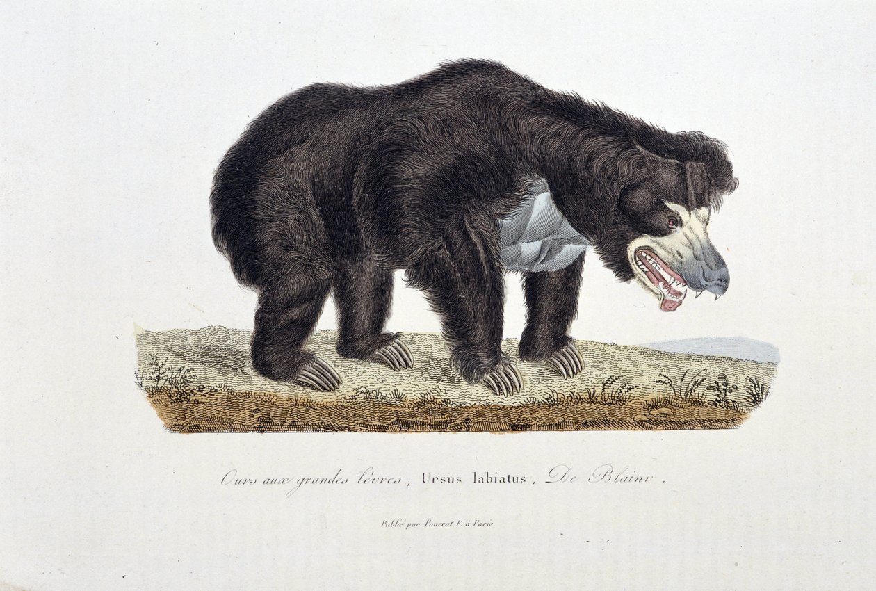 Naturhistorisk plade: Zoologisk plade, der forestiller bjørnen med store læber, Ursus labiatus, De Blaini - i "" Completes of Buffon"" af naturforsker Georges Louis Leclerc, greve af Buffon (1707 - 1788). Stik fra 1837. af Georges Louis Leclerc