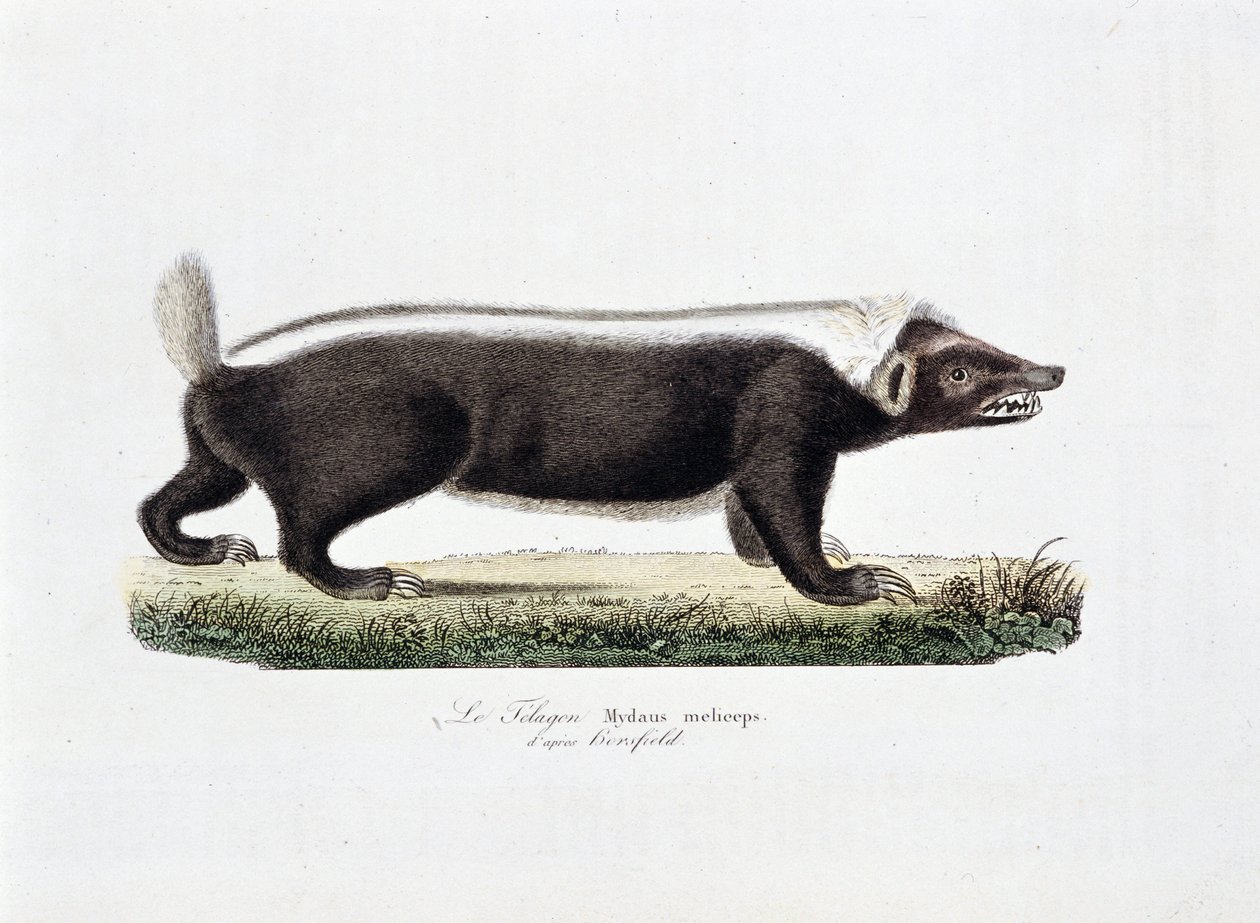 Naturhistorisk plade: Zoologisk tavle afbilder Le Telagon, Mydaus meliceps d