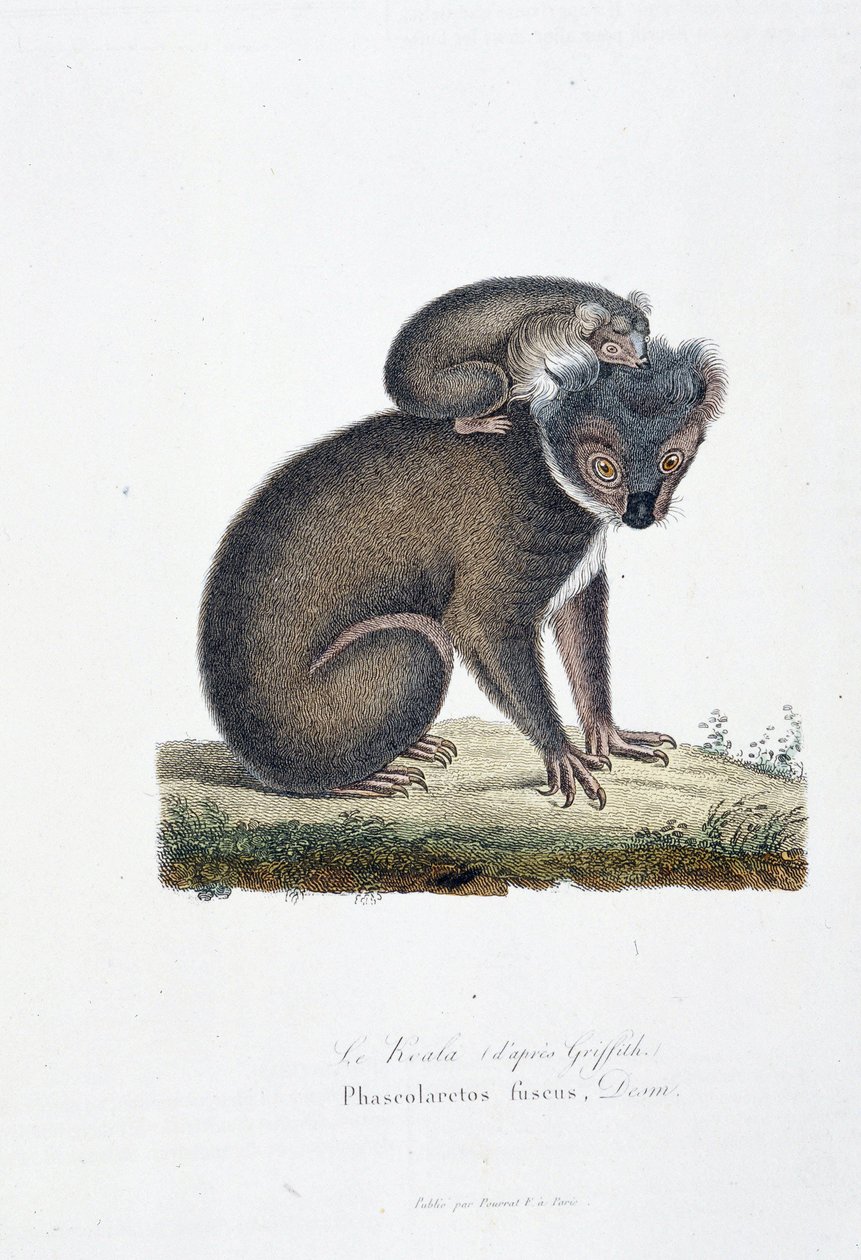 Naturhistorisk plade: Zoologisk bord, der repræsenterer Koala (efter Griffith), Phascolarctos Fuscus - i "" Completes of Buffon"" af naturforsker Georges Louis Leclerc, greve af Buffon (1707 - 1788). Stik fra 1837. af Georges Louis Leclerc