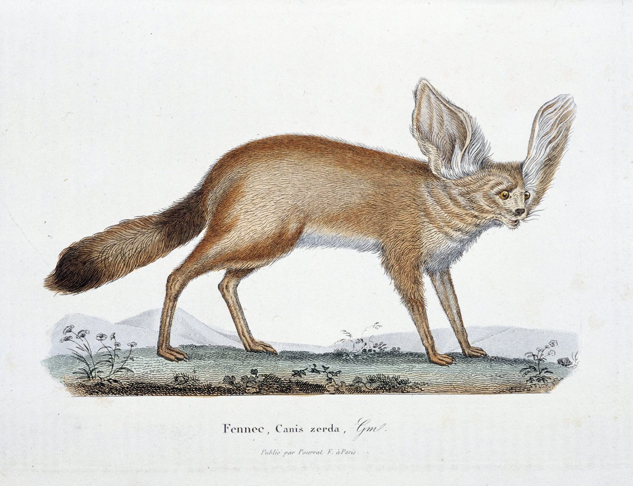 Naturhistorisk plade: Zoologisk bord, der repræsenterer Le Fennec, Canis zerda - i "" Completes of Buffon"" af naturforsker Georges Louis Leclerc, greve af Buffon (1707 - 1788). Stik fra 1837. af Georges Louis Leclerc