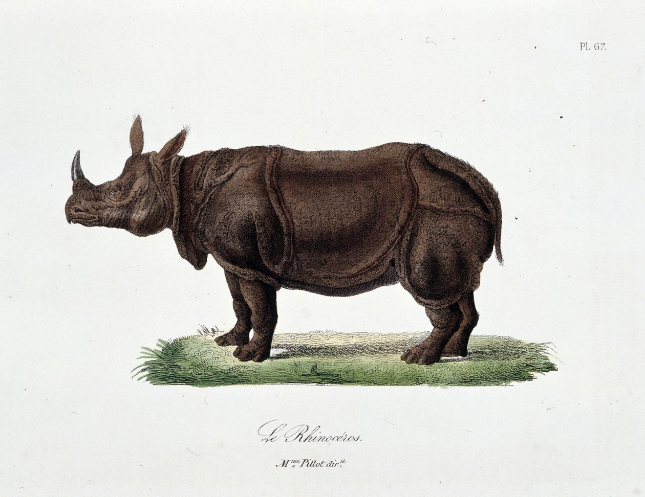 Naturhistorisk plade: Zoologisk tavle, der repræsenterer Le Rhinoceros - i "" Completes of Buffon"" af naturforsker Georges Louis Leclerc, greve af Buffon (1707 - 1788). Stik fra 1837. af Georges Louis Leclerc