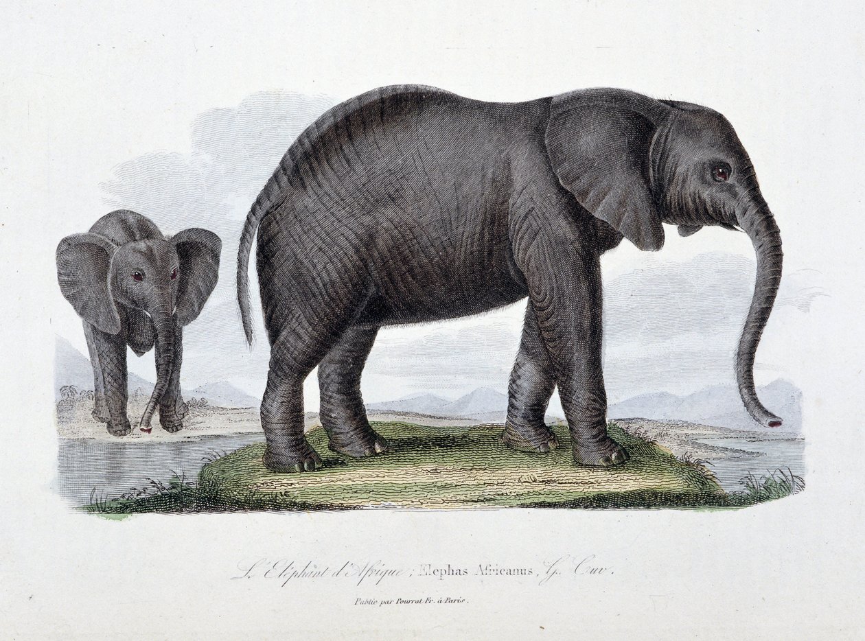 Naturhistorisk plade: Zoologisk tavle, der repræsenterer den afrikanske elefant; Elephas Africanus - i "" Completes of Buffon"" af naturforsker Georges Louis Leclerc, greve af Buffon (1707 - 1788). Stik fra 1837. af Georges Louis Leclerc