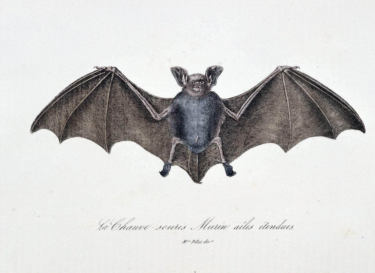 Naturhistorisk plade: Zoologisk tavle, der repræsenterer Bat Murins forlængede vinger - i "" Works complete of Buffon"" af naturforsker Georges Louis Leclerc, greve af Buffon (1707 - 1788). Stik fra 1837. af Georges Louis Leclerc