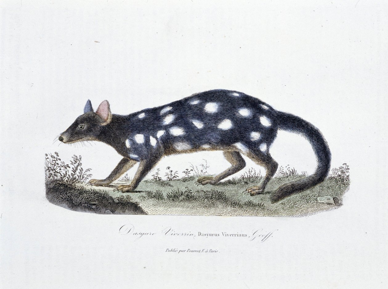 Naturhistorisk plade: Zoologisk tavle, der repræsenterer Dasyure Viverrin, Dasyurus Viverrinus - i "" Completely Works of Buffon"" af naturforsker Georges Louis Leclerc, greve af Buffon (1707 - 1788). Stik fra 1837. af Georges Louis Leclerc