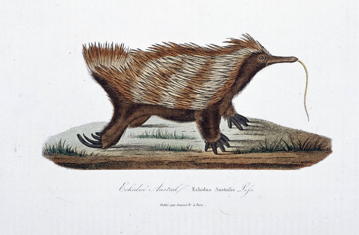 Naturhistorisk plade: Zoologisk bord, der repræsenterer Echidne Australis (Echidna Australis) - i "Complete Works of Buffon" af naturforsker Georges Louis Leclerc, greve af Buffon (1707 - 1788). Stik fra 1837. af Georges Louis Leclerc