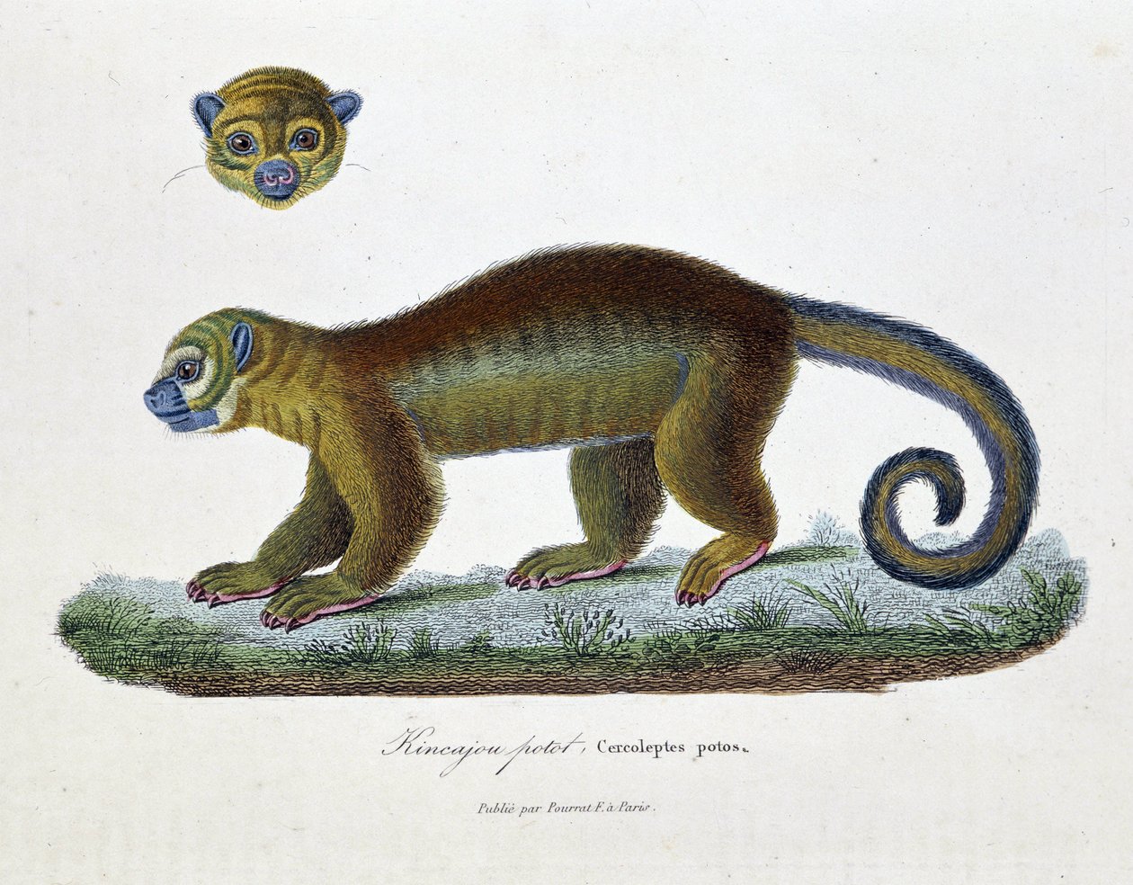 Naturhistorisk plade: Zoologisk tavle, der repræsenterer Kincajou Potot, Cercoleptes potos - i "" Works complete of Buffon"" af naturforsker Georges Louis Leclerc, greve af Buffon (1707 - 1788). Stik fra 1837. af Georges Louis Leclerc