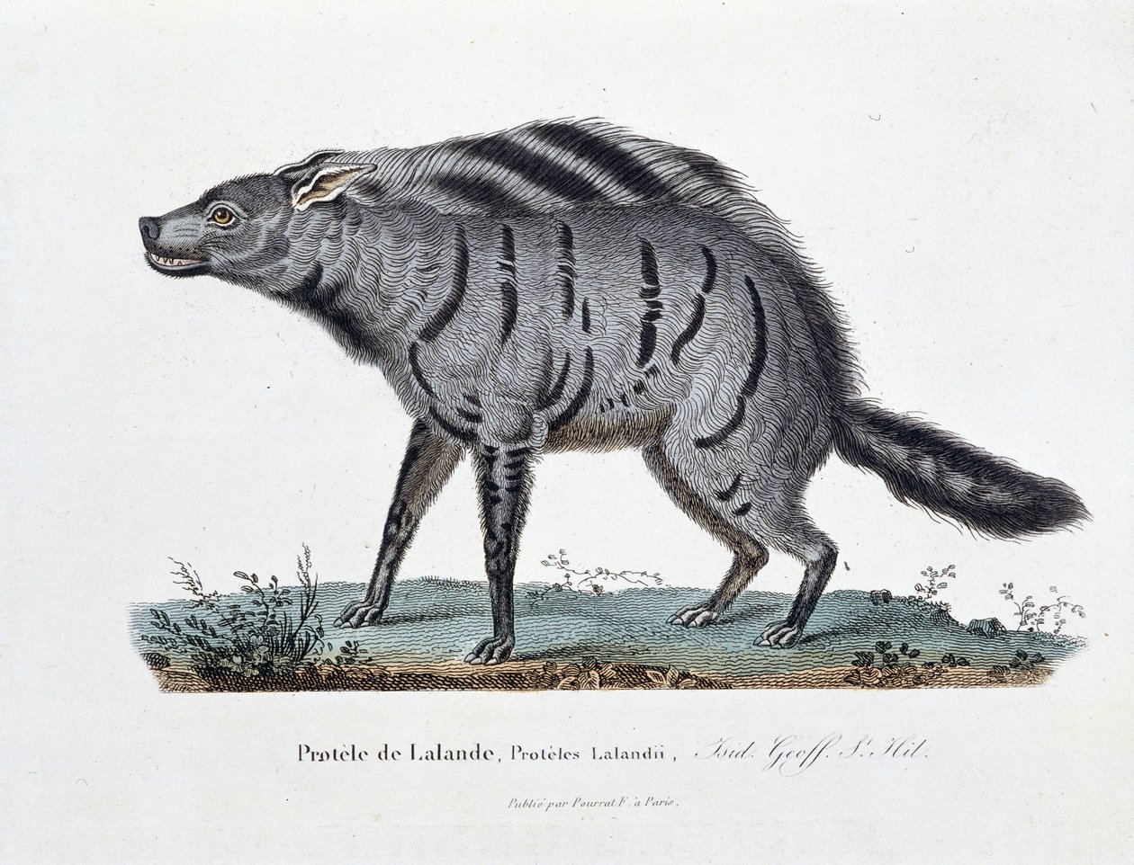Naturhistorisk plade: Zoologisk bestyrelse, der repræsenterer Protele de Lalande, Proteles Lalandii - i "" Completely Works of Buffon"" af naturforsker Georges Louis Leclerc, greve af Buffon (1707 - 1788). Stik fra 1837. af Georges Louis Leclerc