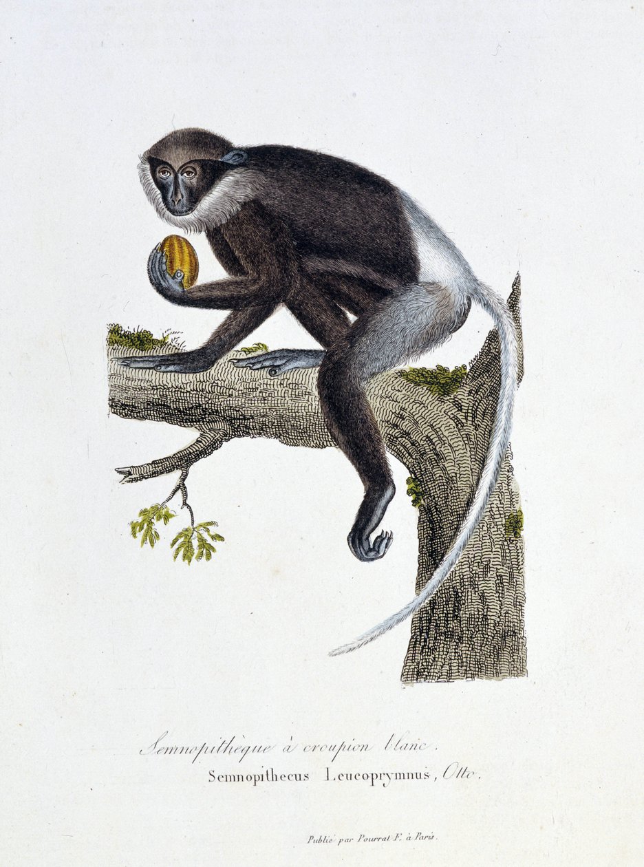 Naturhistorisk plade: Zoologisk tavle, der repræsenterer White Rump Semnopitheque, Semnopithecus Leucoprymnus, Otto - i "" Completes of Buffon"" af naturforsker Georges Louis Leclerc, greve af Buffon (1707 - 1788). Stik fra 1837. af Georges Louis Leclerc