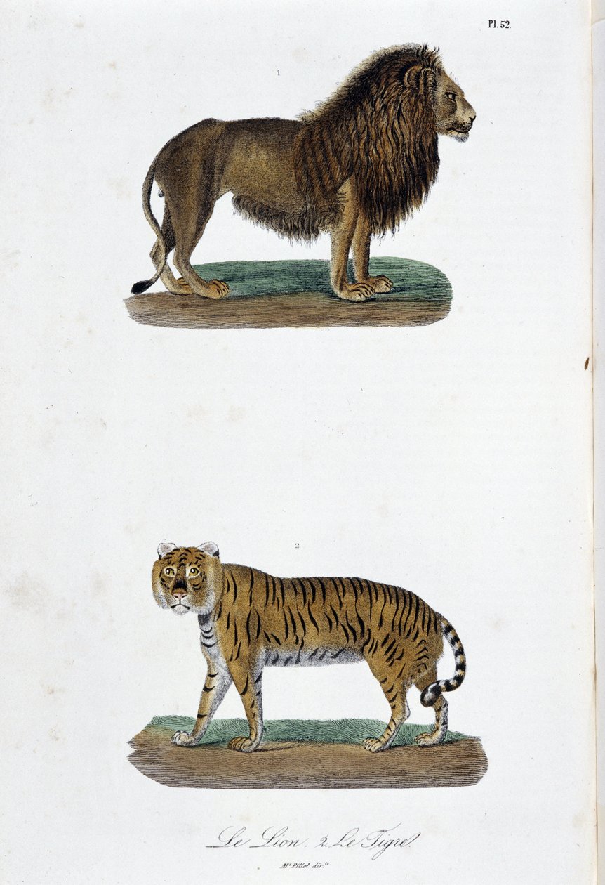 Naturhistorisk plade: Zoologisk tavle, der repræsenterer løven og tigeren - i "" Completes of Buffon"" af naturforsker Georges Louis Leclerc, greve af Buffon (1707 - 1788). Stik fra 1837. af Georges Louis Leclerc