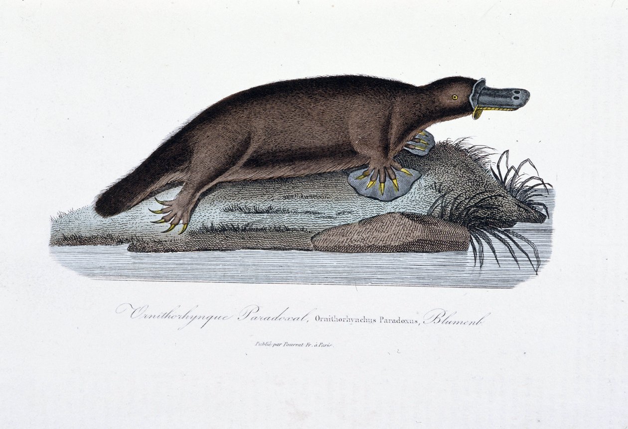Naturhistorisk plade: Zoologisk tavle, der repræsenterer ornithorync Paradoxal (Ornithorhynchus Paradoxux), Blumenb - i "" Works of Buffon" af naturforsker Georges Louis Leclerc, greve af Buffon (1707 - 1788). Stik fra 1837. af Georges-Louis Leclerc