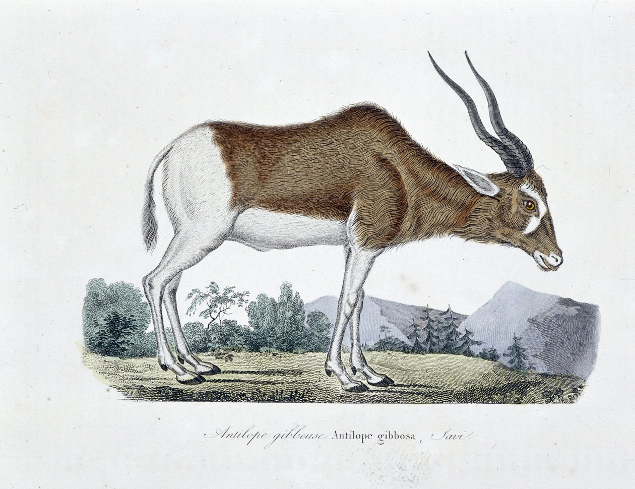 Naturhistorisk plade: Zoologisk kort, der afbilder Gibbous Antilope, Gibbosa Antilope, Savi - i "" Completely Works of Buffon"" af naturforsker Georges Louis Leclerc, greve af Buffon (1707 - 1788). Stik fra 1837. af Georges Louis Leclerc