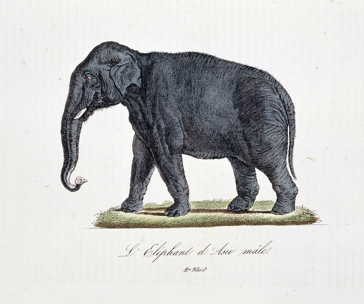 Naturhistorisk plade: Zoologisk kort, der viser L