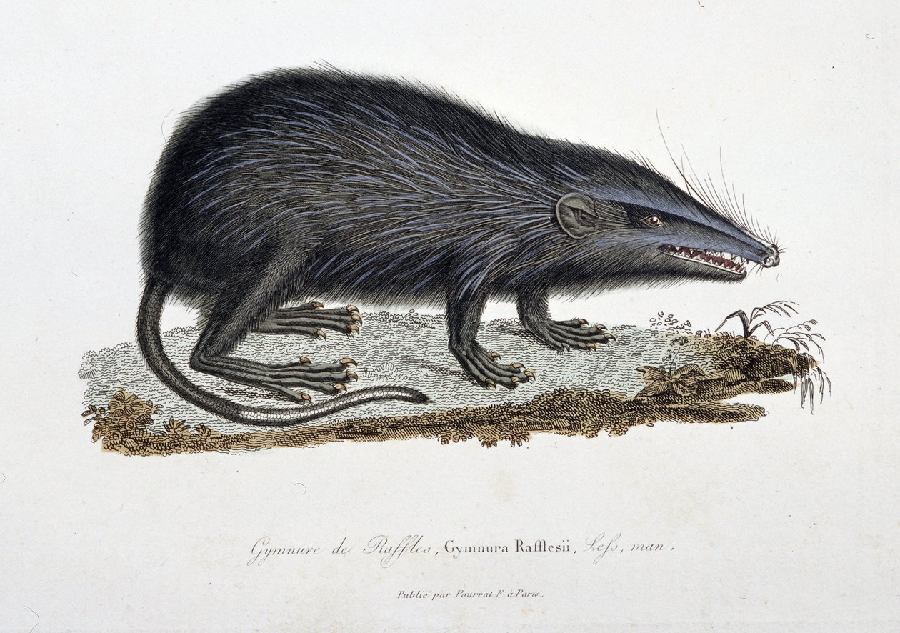 Naturhistorisk plade: Zoologisk kort, der viser The Gymnure of Raffles, Gymnura Rafflesii, Lefs, man - i "" Completes of Buffon"" af naturforsker Georges Louis Leclerc, greve af Buffon (1707 - 1788). Stik fra 1837. af Georges Louis Leclerc