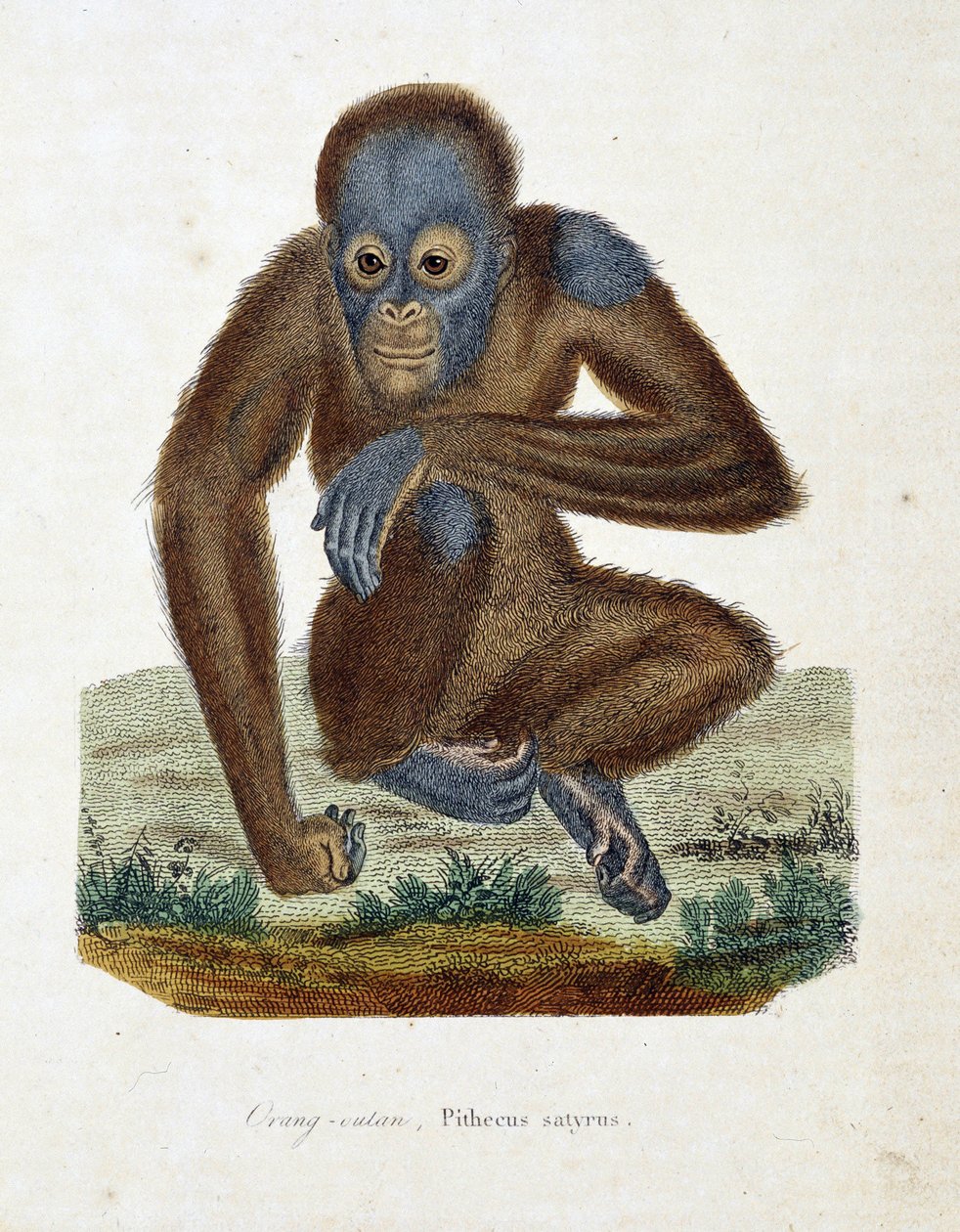 Naturhistorisk plade: Zoologisk kort, der viser Orang outan (orang outan, orang outang, orang outang), Pithecus satyrus - i "" Completes of Buffon" af naturforsker Georges Louis Leclerc, greve af Buffon (1707 - 1788). Stik fra 1837. af Georges Louis Leclerc