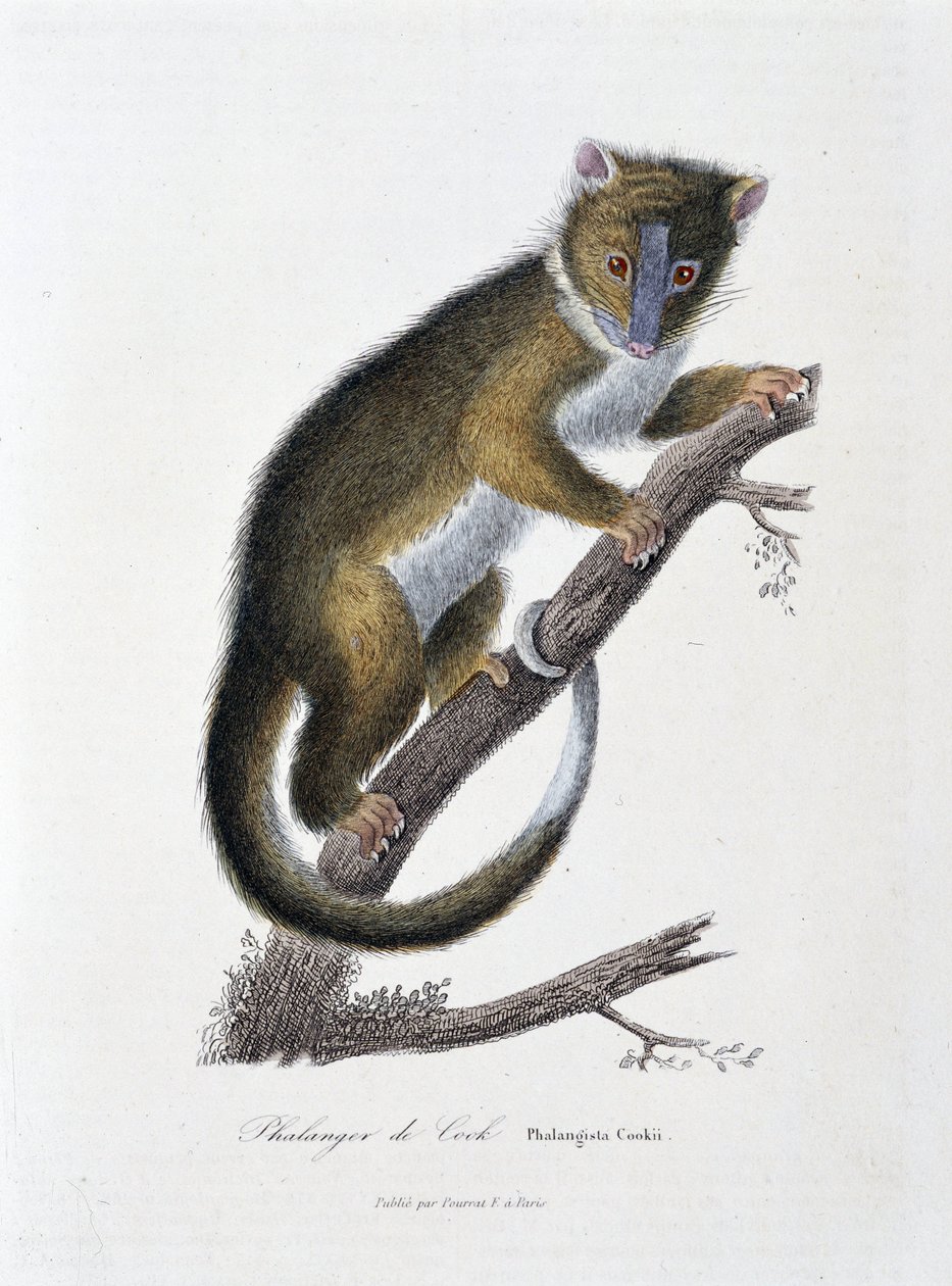 Naturhistorisk plade: Zoologisk kort, der viser Phalanger of Cook (Phalangista Cookii) - i "" Works of Buffon" af naturforsker Georges Louis Leclerc, greve af Buffon (1707 - 1788). Stik fra 1837. af Georges Louis Leclerc