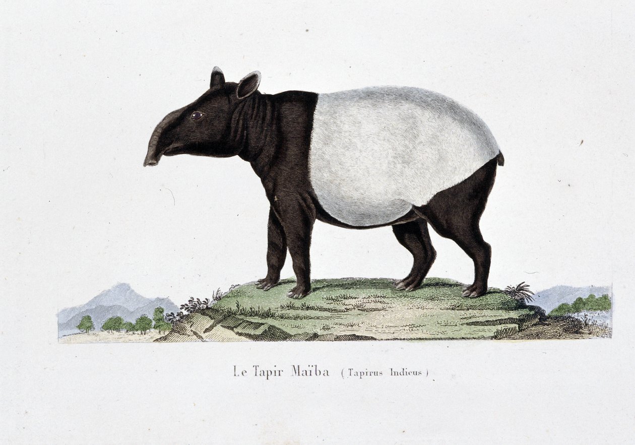 Naturhistorisk plade: Zoologisk kort, der repræsenterer Le Tapir Maiba (Tapirus Indicus) - i "" Works of Buffon"" af naturforsker Georges Louis Leclerc, greve af Buffon (1707 - 1788). Stik fra 1837. af Georges Louis Leclerc