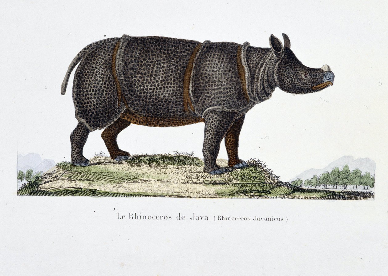 Naturhistorisk plade: Zoologisk kort, der repræsenterer næsehornet på Java (Rhinoceros Javanicus) - i "" Completely Works of Buffon"" af naturforsker Georges Louis Leclerc, greve af Buffon (1707 - 1788). Stik fra 1837. af Georges Louis Leclerc
