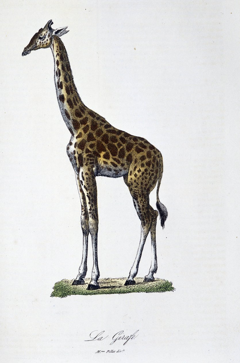 Naturhistorisk plade: Zoologisk kort, der repræsenterer giraffen - i "" Completes of Buffon"" af naturforsker Georges Louis Leclerc, greve af Buffon (1707 - 1788). Stik fra 1837. af Georges Louis Leclerc