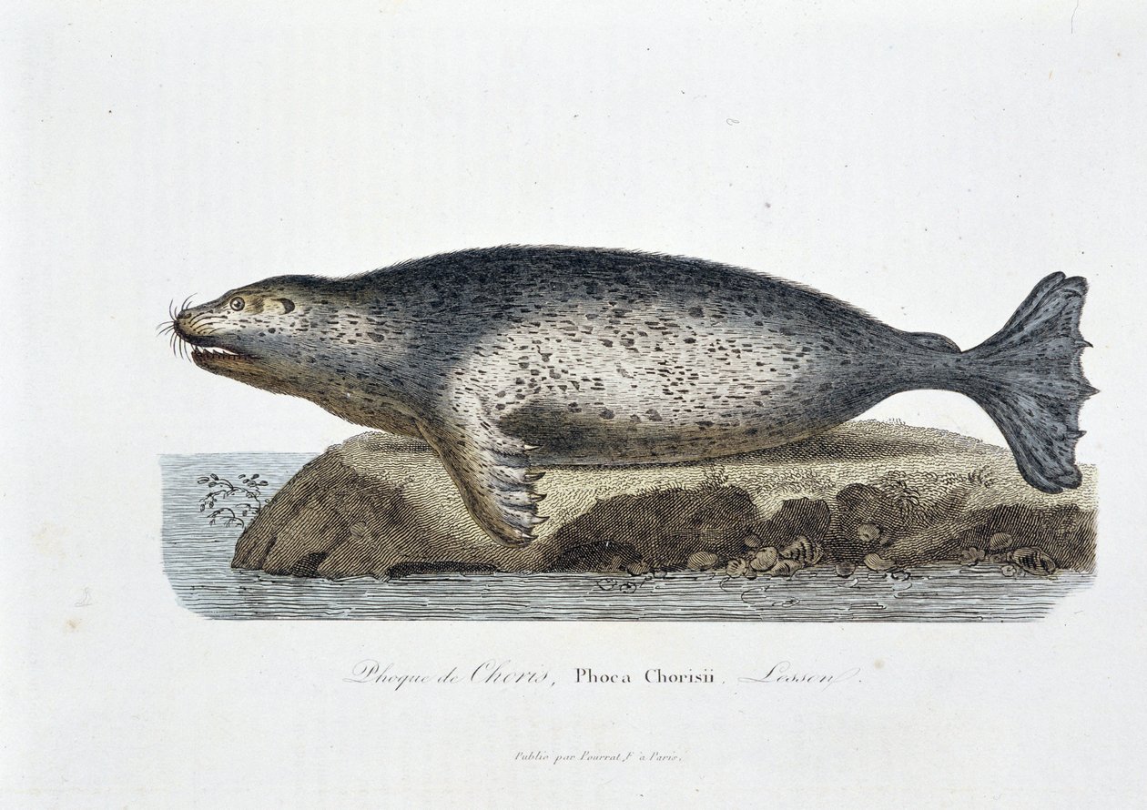 Naturhistorisk tavle: Zoologisk tavle, der afbilder Choris