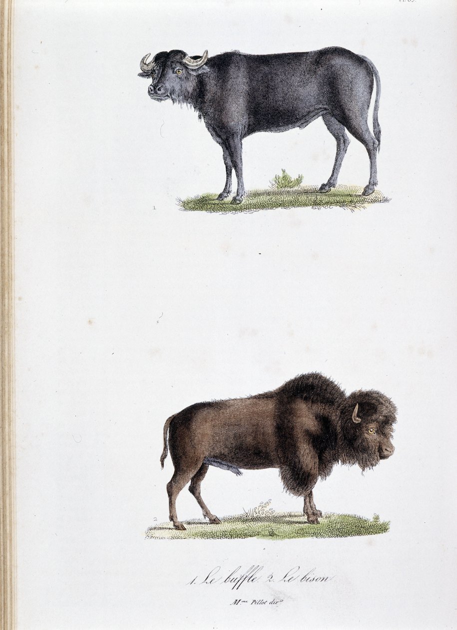 Naturhistorisk bestyrelse: Zoologisk bestyrelse, der repræsenterer 1. Buffalo og to. Le bison - i "" Works complete of Buffon"" af naturforsker Georges Louis Leclerc, greve af Buffon (1707 - 1788). Stik fra 1837. af Georges Louis Leclerc
