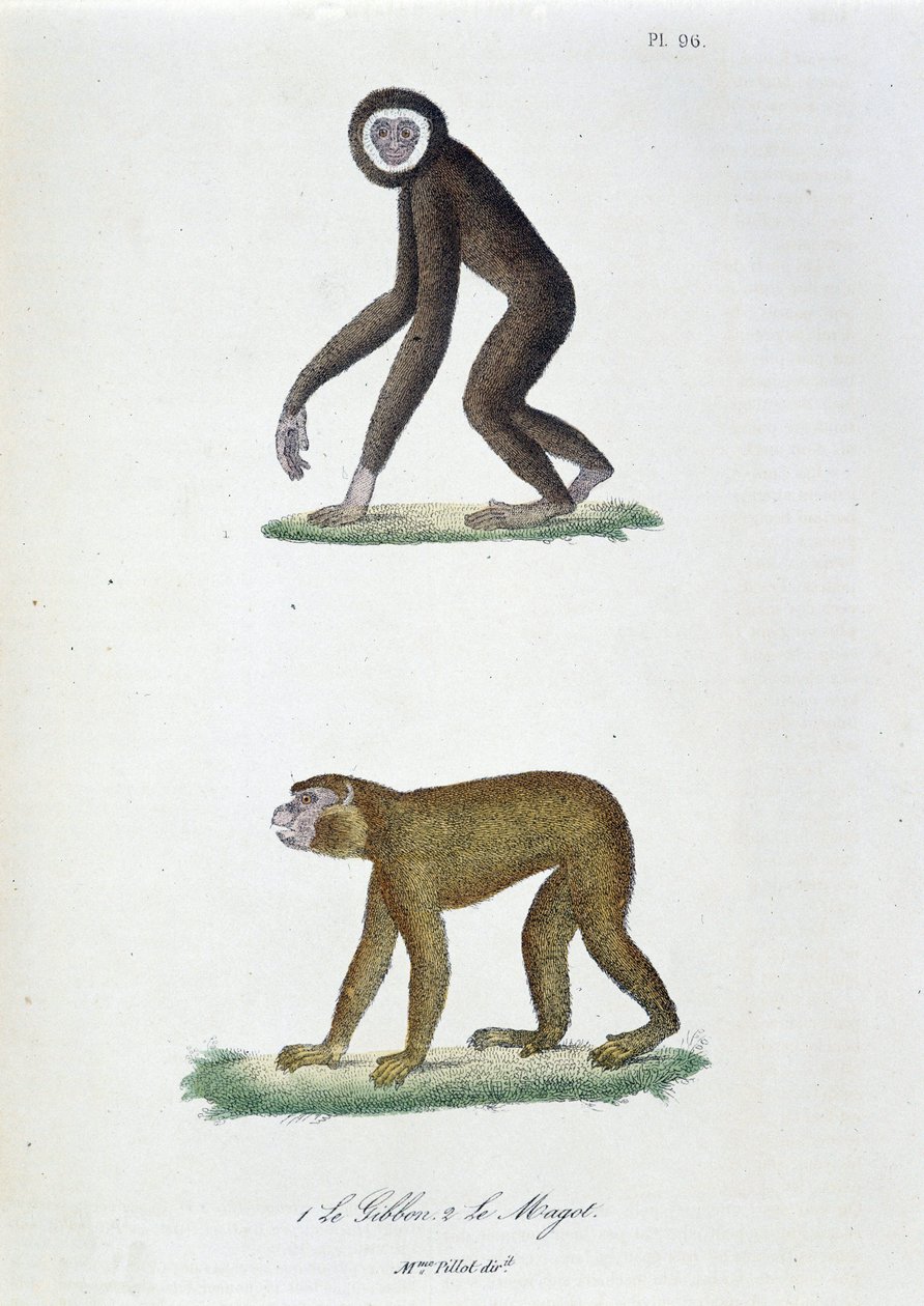 Naturhistorisk bestyrelse: Zoologisk bestyrelse, der repræsenterer 1. Guibbon og 2. Le Magot - i "" Complete Works of Buffon"" af naturforsker Georges Louis Leclerc, greve af Buffon (1707 - 1788). Stik fra 1837. af Georges Louis Leclerc
