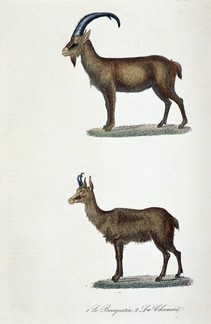 Naturhistorisk bestyrelse: Zoologisk bestyrelse, der repræsenterer 1. Ibex og 2. Le Chamois - i "" Completes de Buffon"" af naturforsker Georges Louis Leclerc, greve af Buffon (1707 - 1788). Stik fra 1837. af Georges Louis Leclerc