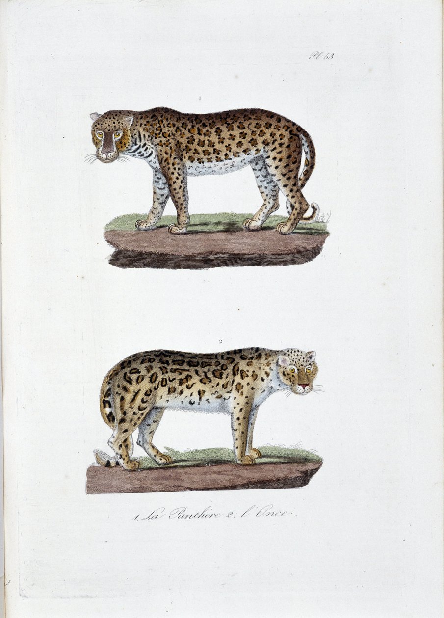 Naturhistorisk bestyrelse: Zoologisk bestyrelse, der repræsenterer 1. The Panghere og 2. L