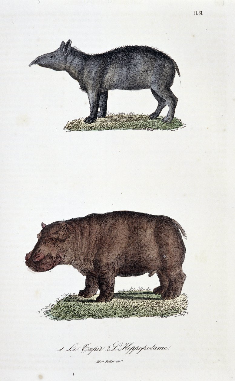 Naturhistorisk bestyrelse: Zoologisk bestyrelse, der repræsenterer 1. Tapiren og 2. L