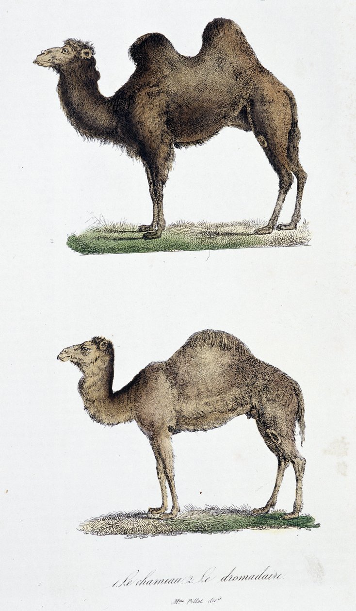 Naturhistorisk bestyrelse: Zoologisk bestyrelse, der repræsenterer 1. Kamelen og to. Le dromedaire - i "" Værker komplet af Buffon"" af naturforsker Georges Louis Leclerc, greve af Buffon (1707 - 1788). Stik fra 1837. af Georges Louis Leclerc