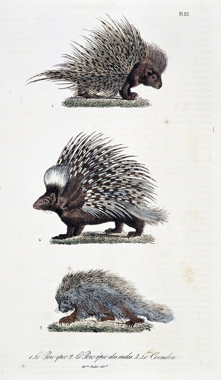 Naturhistorisk bestyrelse: Zoologisk bestyrelse, der repræsenterer 1. Det episke svinekød, 2. Det episke svinekød i Indien og 3. Le Coendou - i "" Complete Works of Buffon"" af naturforsker Georges Louis Leclerc, greve af Buffon (1707 - 1788). Stik fra 183 af Georges Louis Leclerc