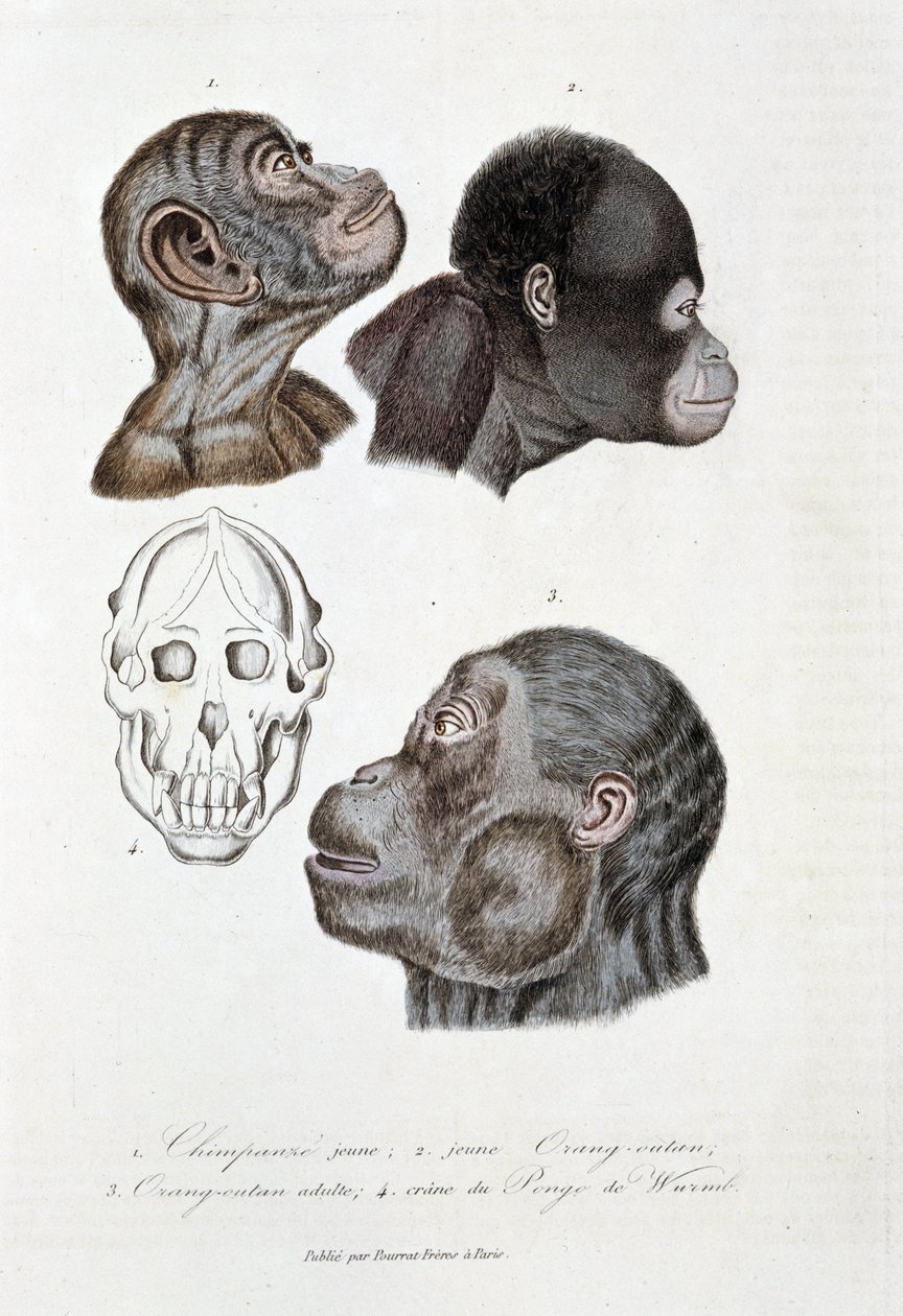 Naturhistorisk bestyrelse: Zoologisk bestyrelse, der repræsenterer 1. Ung chimpanse; 2. ung Orang-outan (orang-utang, orang-outang, orang-utang); 3. Orang ud som voksen; 4. Crane du Pongo de Wurmb - i "" Complete Works of Buffon"" af naturforsker Georges L af Georges Louis Leclerc