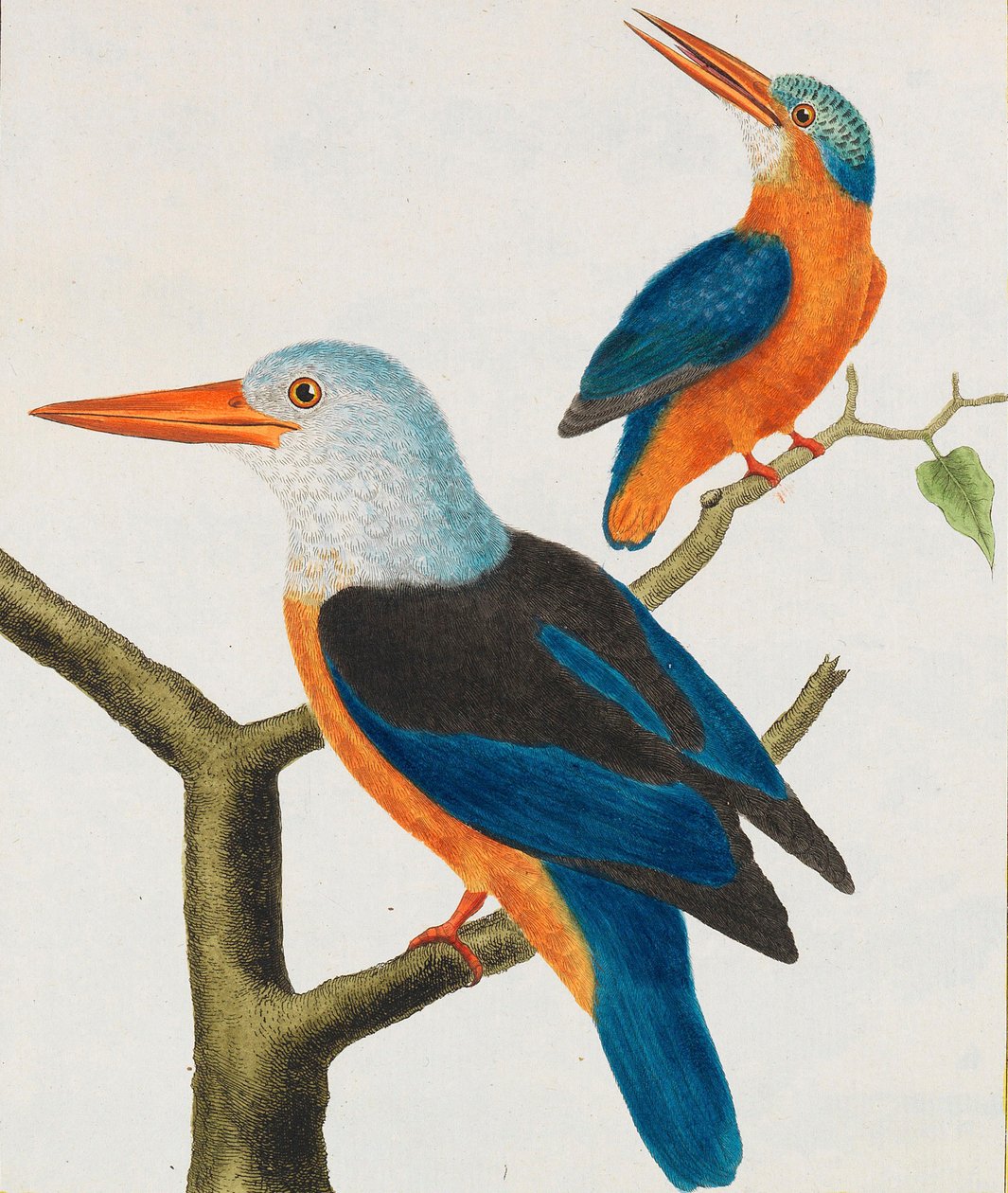 Naturhistorie. Fugle. Belyste plader, 1766-1782. af Georges Louis Leclerc de Buffon