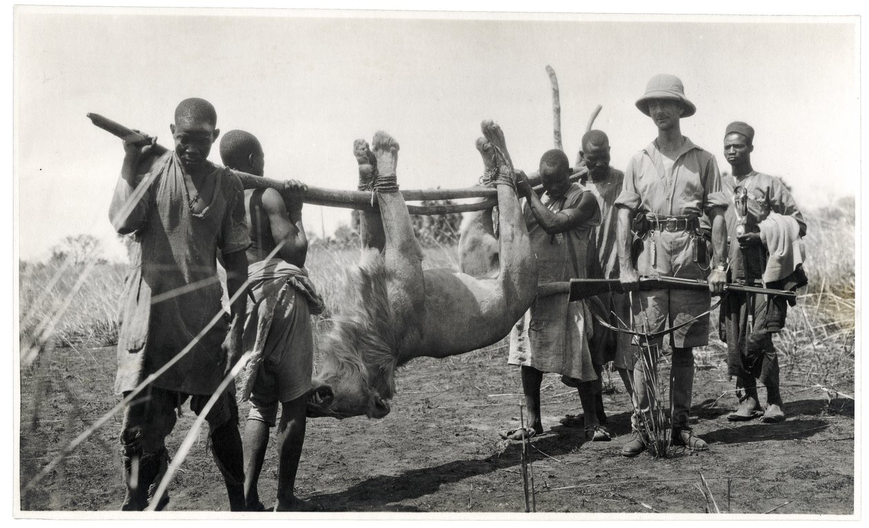 Løve ved Bahr el Ghazal, Am Dafok, 1925 (gelatinesølvtryk) af Georges Marie Haardt