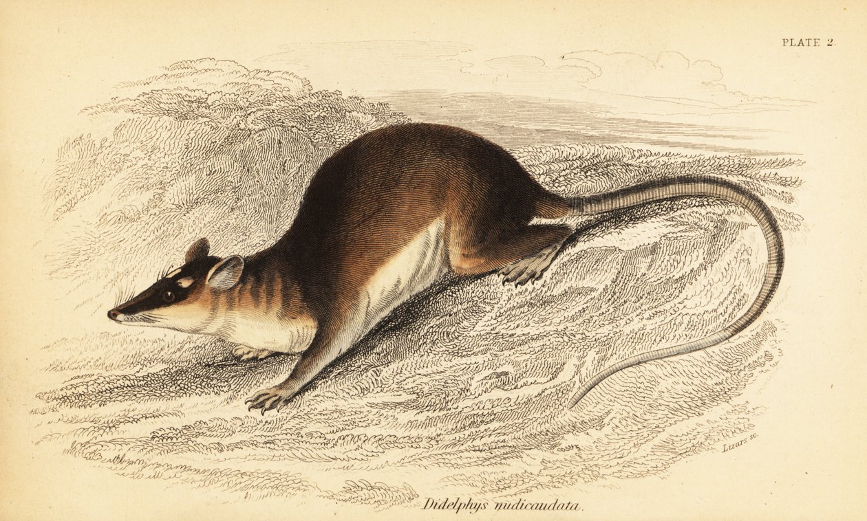 Brun firøjet opossum, Metachirus nudicaudatus. ,1841 (gravering) af Georges Robert Waterhouse