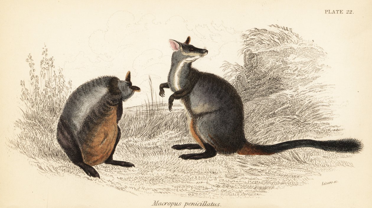 Brush-tailed rock-wallaby, Petrogale penicillata. ,1841 (gravering) af Georges Robert Waterhouse