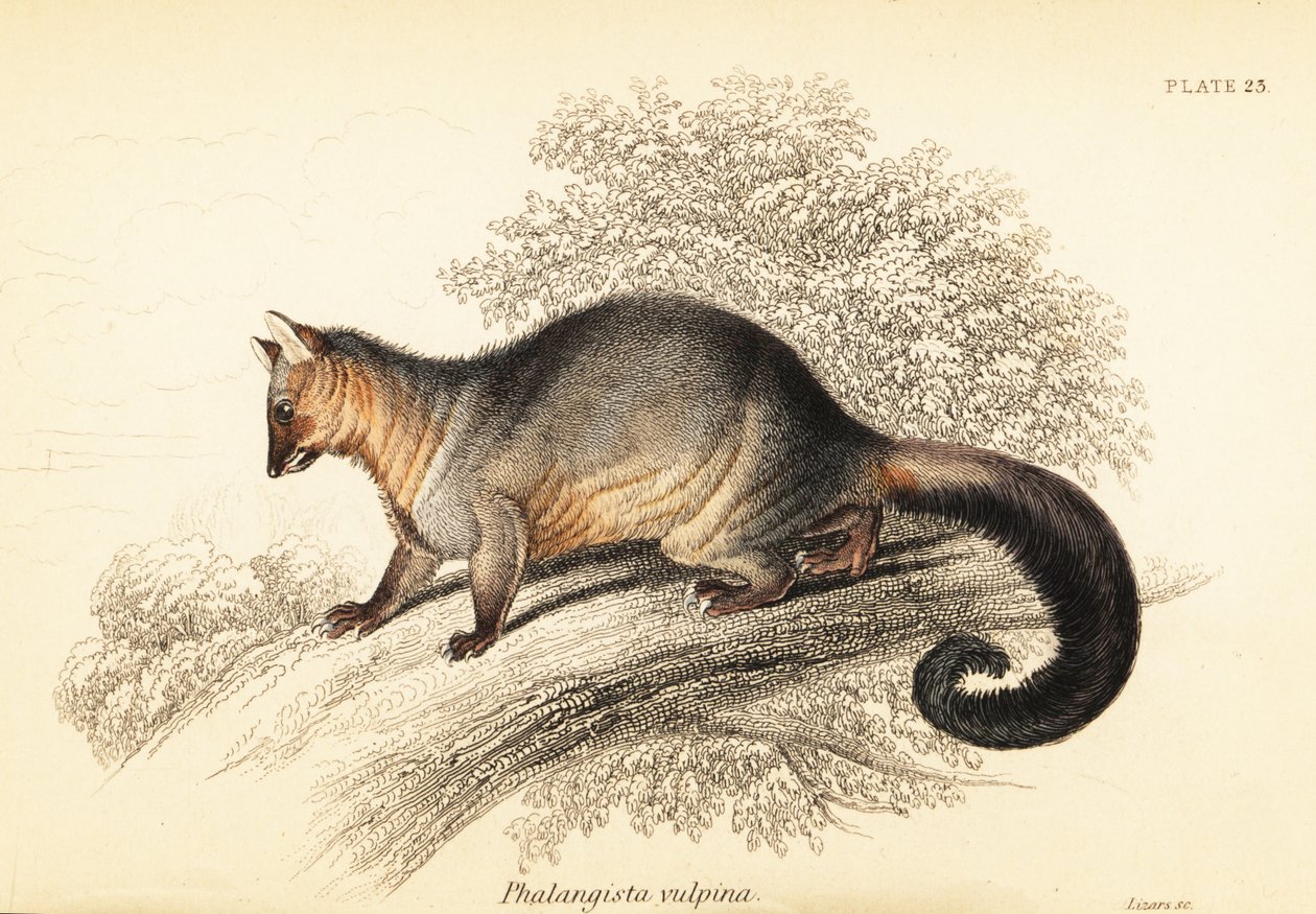 Almindelig børstehaledåse, Trichosurus vipecula. ,1841 (gravering) af Georges Robert Waterhouse